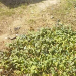 For Sale 1000sqm Of Land Available Opp College Of Education Zuba